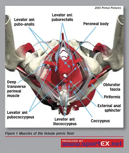 the-pelvic-floor-needs-new-pr-physical-therapy-web