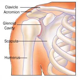 Bones of the Shoulder