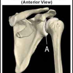 Glenoid Labrum