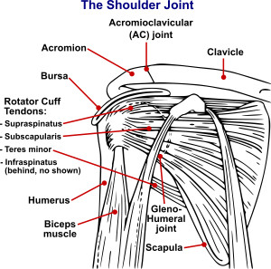 By National Institute Of Arthritis And Musculoskeletal And Skin Diseases (NIAMS); SVG version by Angelito7 - Shoulderjoint.PNG, Public Domain, https://commons.wikimedia.org/w/index.php?curid=29907860