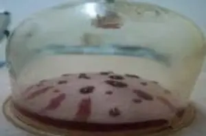 Wet Cupping