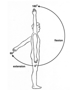 Humeral flexion and extension.