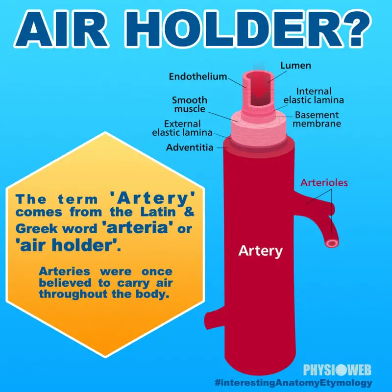 Interesting Anatomy Etymology - Artery