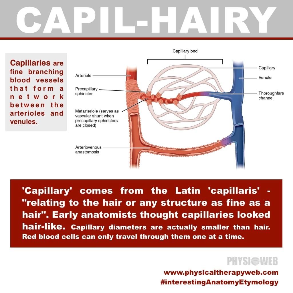 interesting-anatomy-etymology-capillary-physical-therapy-web