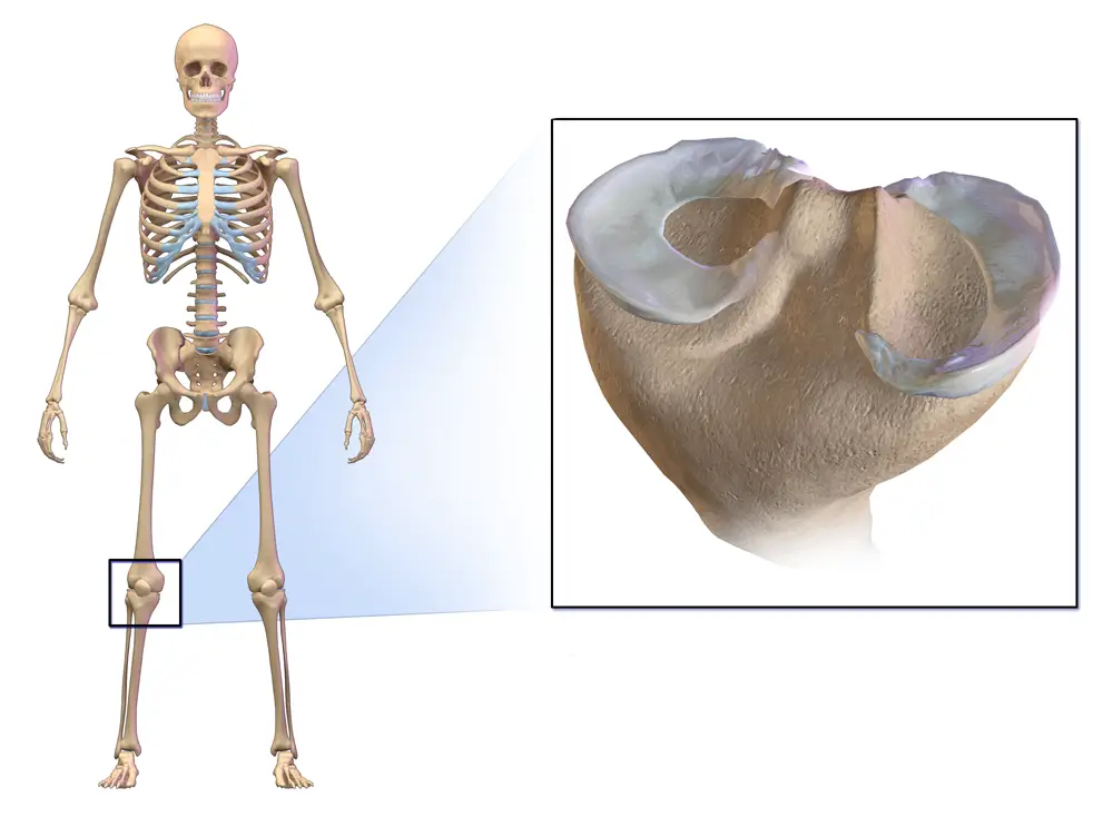 Apley's Test Physical Therapy Web Apley's Test Physical Therapy Web