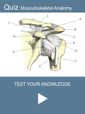 Musculoskeletal Anatomy Quiz